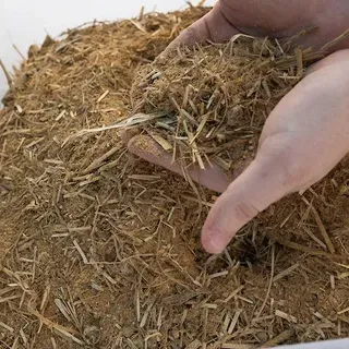 thumbnail for publication: Silage